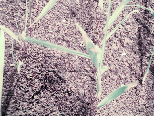 Xsoil – Bodensubstrat – 6