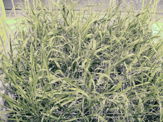 Xsoil – Bodensubstrat – 5