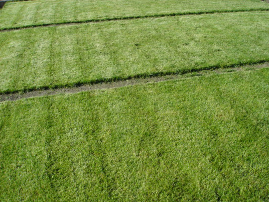 Xsoil – Bodensubstrat – 1